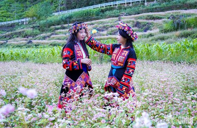 View - 	Miền đá thức giấc giữa sắc hồng tam giác mạch